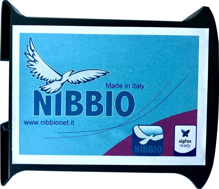 nibbio